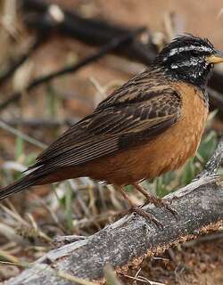 朱胸鹀 / Cinnamon-breasted Bunting / Emberiza tahapisi
