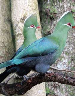 尼斯那蕉鹃 / Knysna Turaco / Tauraco corythaix