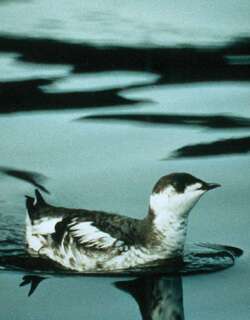 云石斑海雀 / Marbled Murrelet / Brachyramphus marmoratus
