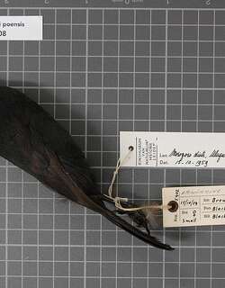 山地黑伯劳 / Mountain Sooty Boubou / Laniarius poensis