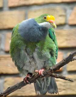 橙额果鸠 / Orange-fronted Fruit Dove / Ptilinopus aurantiifrons