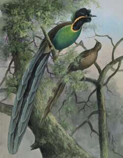 绿腹长尾风鸟 / Huon Astrapia / Astrapia rothschildi