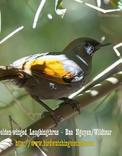 金翅噪鹛 / Assam Laughingthrush / Trochalopteron chrysopterum