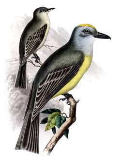 库氏王霸鹟 / Couch’s Kingbird / Tyrannus couchii
