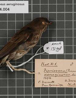 仙啄花鸟 / Striped Flowerpecker / Dicaeum aeruginosum