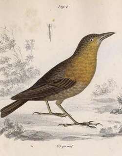 栗胸歌鹪鹩 / Chestnut-breasted Wren / Cyphorhinus thoracicus