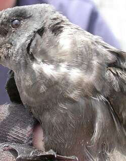灰叉尾海燕 / Ashy Storm Petrel / Oceanodroma homochroa