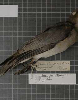 布鲁鹃鵙 / Buru Cuckooshrike / Coracina fortis