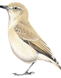 白腰掘穴雀 / Creamy-rumped Miner / Geositta isabellina
