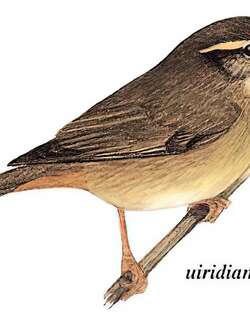 棕眉柳莺 / Yellow-streaked Warbler / Phylloscopus armandii