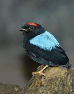 蓝背娇鹟 / Blue-backed Manakin / Chiroxiphia pareola