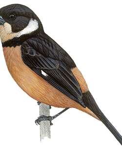 白领食籽雀 / Cinnamon-rumped Seedeater / Sporophila torqueola