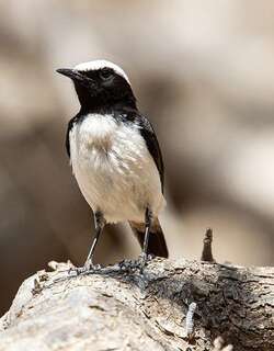 阿拉伯䳭 / Arabian Wheatear / Oenanthe lugentoides