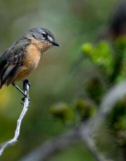 棕胁侏霸鹟 / Rufous-sided Pygmy Tyrant / Euscarthmus rufomarginatus