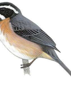 淡尾歌鹀 / Plain-tailed Warbling Finch / Microspingus alticola