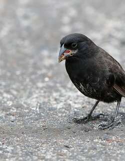 中树雀 / Medium Tree Finch / Camarhynchus pauper