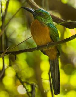 大鹟䴕 / Great Jacamar / Jacamerops aureus