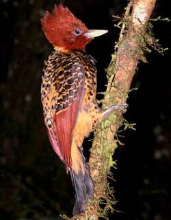 棕头啄木鸟 / Rufous-headed Woodpecker / Celeus spectabilis