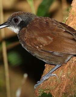 白颊蚁鸟 / White-cheeked Antbird / Gymnopithys leucaspis