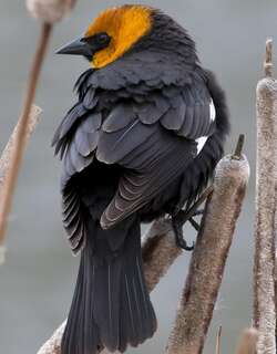 黄头黑鹂 / Yellow-headed Blackbird / Xanthocephalus xanthocephalus