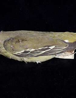 绿鸠 / Flores Green Pigeon / Treron floris