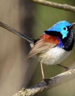 杂色细尾鹩莺 / Variegated Fairywren / Malurus lamberti