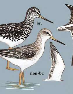 小青脚鹬 / Nordmann’s Greenshank / Tringa guttifer