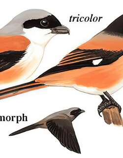棕背伯劳 / Long-tailed Shrike / Lanius schach