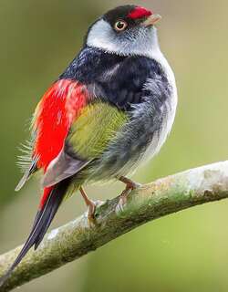 针尾娇鹟 / Pin-tailed Manakin / Ilicura militaris