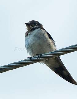 红额燕 / Ethiopian Swallow / Hirundo aethiopica