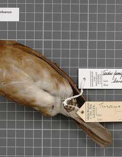 白臀鸫 / Pale-vented Thrush / Turdus obsoletus