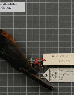布岛王鹟 / Bougainville Monarch / Monarcha erythrostictus