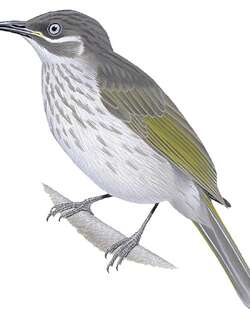 白纹吸蜜鸟 / White-lined Honeyeater / Territornis albilineata