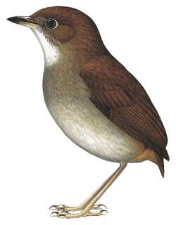 褐胸蚁鸫 / Tepui Antpitta / Myrmothera simplex