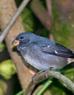 巴西食籽雀 / Temminck’s Seedeater / Sporophila falcirostris