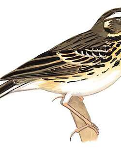 树鹨 / Olive-backed Pipit / Anthus hodgsoni
