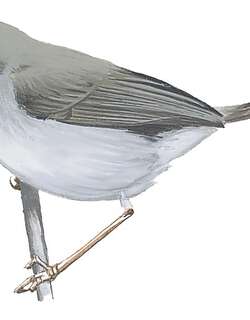 高氏娇莺 / Gosling’s Apalis / Apalis goslingi