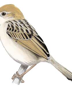 海岸扇尾莺 / Coastal Cisticola / Cisticola haematocephalus