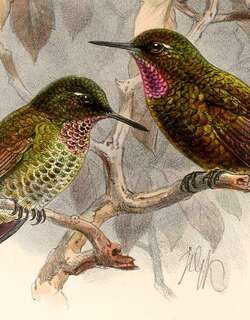 紫喉辉尾蜂鸟 / Violet-throated Metaltail / Metallura baroni