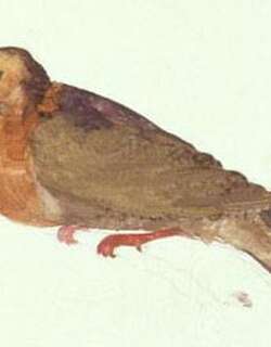 塔岛鸡鸠 / Tanna Ground Dove / Pampusana ferruginea