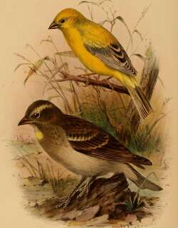阿拉伯金麻雀 / Arabian Golden Sparrow / Passer euchlorus
