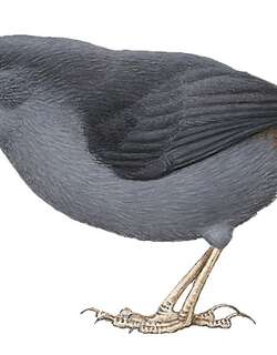 湿地窜鸟 / Marsh Tapaculo / Scytalopus iraiensis