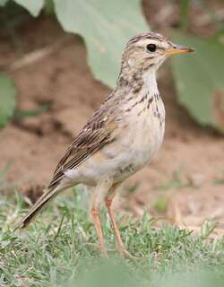 非洲鹨 / African Pipit / Anthus cinnamomeus