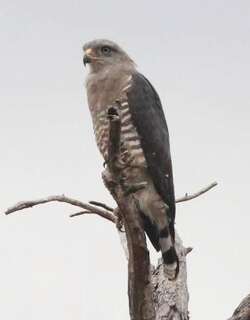 斑短趾雕 / Southern Banded Snake Eagle / Circaetus fasciolatus