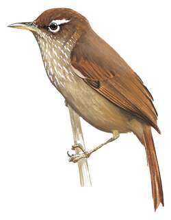 眼纹刺尾雀 / Spectacled Prickletail / Siptornis striaticollis