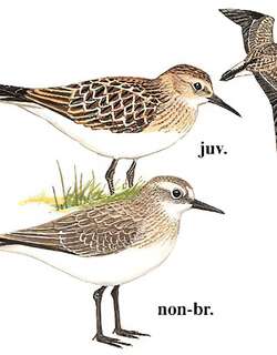 黑腰滨鹬 / Baird’s Sandpiper / Calidris bairdii