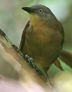 灰头噪鹛 / Ashy-headed Laughingthrush / Argya cinereifrons
