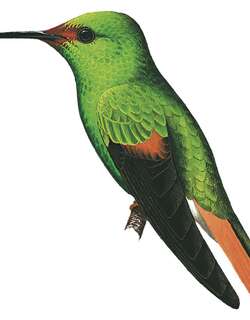 棕颊蜂鸟 / Pirre Hummingbird / Goldmania bella