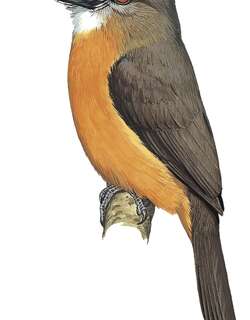 白脸䴕 / White-faced Nunbird / Hapaloptila castanea
