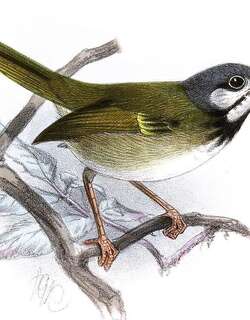 白耳缝叶莺 / White-eared Tailorbird / Orthotomus cinereiceps